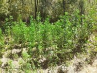 İzmir’de 3 Bin 210 Kök Kenevir Ele Geçirildi