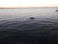 Urla Sahiline Ölü Caretta Caretta Vurdu