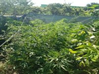 İzmir’de 254 Kök Hint Keneviri İle Ruhsatsız Silah Ele Geçirildi