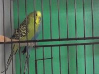 Adü Veteriner Fakültesi’nde Kafes Kuşlarına Özel Bakım