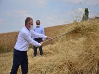 Altıntaş’ta Buğday Hasadı Başladı