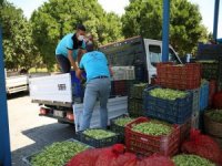 Bamya Üreticisi Aydın Büyükşehir İle Mutlu