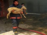 İtfaiye Ekipleri Kurbanlık Koyunları Kucaklayarak Kurtardı