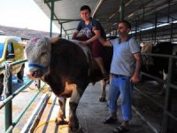 Kurbanlık Tosun Otomobil Fiyatına Satışa Sunuldu