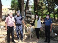 Denizli’nin Çal İlçesinde Kurban Satış Yerleri Denetlendi