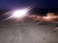 Sürüye Çarpan Otomobil 11 Koyunu Telef Etti