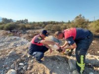 Seydikemer’de Alevlerin Arasında Kalan Kaplumbağa Kurtarıldı