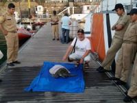 Caretta Deniz Kaplumbağasını Sahil Güvenlik Kurtardı