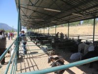 Çameli’de Hayvan Pazarında Yoğunluk Başladı