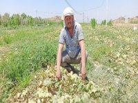 Salatalıkta İkinci Ekim Dönemi