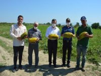 Manisa’da ‘Altınbaş Kavunu’nda Hasat Başladı