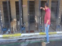 Hayvan Barınaklarında Korona Virüs Engeli Kalktı