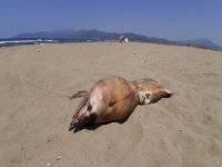 Pamucak Sahiline Yunus Ölüsü Vurdu