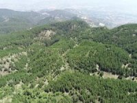 Orman Yangınlarının En Büyük Nedeni İnsanlar