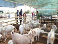 Menderes’te Kurban Satış Yerleri Hazır
