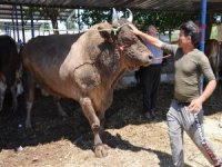 Pazarın Gözdesi Şampiyon Satılmazsa, Arenaya Çıkacak