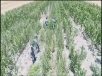 Mısır Tarlasına Uyuşturucu Oparasyonu