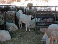 Kurbanlık Kesim Fiyatları Açıklandı