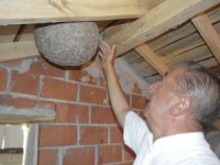 Yaban Arılarının Çatı Arasına Yaptıkları Dev Yuva Şaşırttı