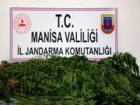 Sarıgöl’de 58 Kök Hint Keneviri Ele Geçirildi