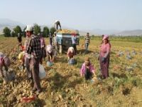 Hem Farelerle, Hemde Sıcak Havayla Mücadele Ediyorlar