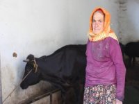 Sabiha Teyze İnekleri İle Mutlu Bir Bayram Geçiriyor