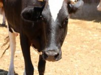 Manisa’da Bir Anda Başlayan Hayvan Telefleri Korkuttu