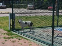 Aliağa'da pitbull dehşeti