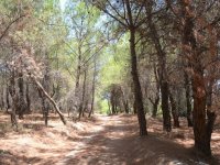 Aliağa’da 31 Ekim’e Kadar Ormanlık Alanlara Giriş Yasak