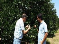 Aydın’da Turunçgil Zararlısına Biyolojik Mücadele Başladı