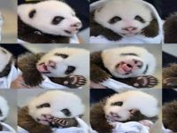 Çin’de Yılın İkinci İkiz Pandaları Doğdu