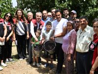 Tire’de Karadut Hasadı