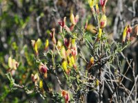 “İzmirborçağı” Literatüre Kazandırıldı