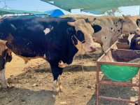 İzmir’de Kurbanlık Kesim Fiyatları Açıklandı