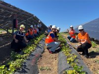 Enerjisa Üretim Agrivoltaik Tarım Uygulamaları ile 5 Ton Hasat Yaptı