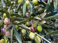 Aliağa, 4. Zeytin Hasat Şenliği’nde Buluşuyor