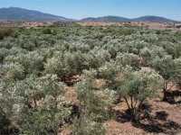 Sanayide Yeşil Lider: ALOSBİ