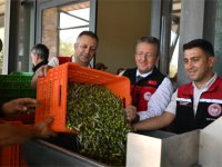 Türkiye’de Sezonun İlk Zeytin Hasadı Dikili Bademli’de Gerçekleşti