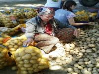 Patates Üreticilerine Bir Destekte Narlıdere Belediyesi’nden