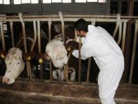 Aydın’da Lsd Hastalığıyla Mücadele Devam Ediyor