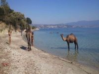 Kuşadası’ndaki Eski Çıplaklar Kampı Develere Emanet