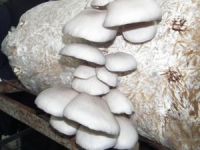 İstiridye Mantarı Yeterince Tanınmıyor