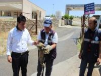 Yaralı Yavru Tilkiye Şefkat Eli