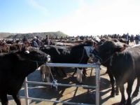 Aydın Dsyb’den Kurban Keseceklere Uyarı