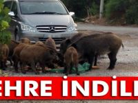 Aç Kalan Domuzlar Şehre İndi