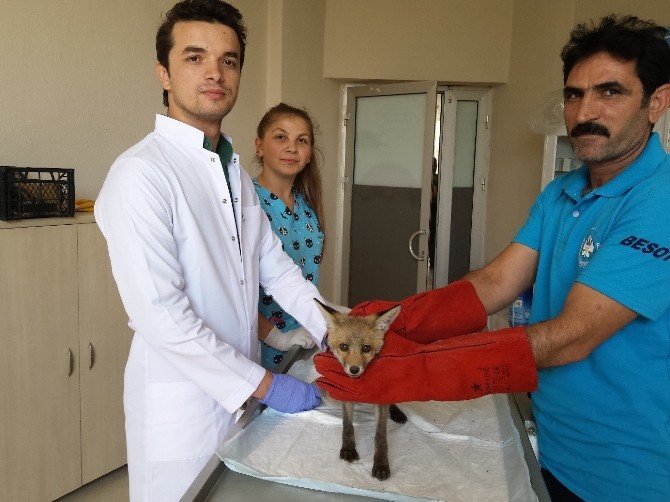 Yaralı Tilki Tedavi Edilerek Doğaya Bırakıldı