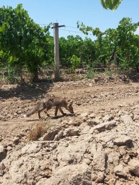 Yaralı Tilki Tedavi Edilerek Doğaya Bırakıldı