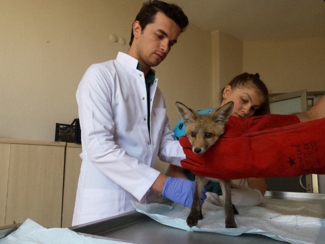 Yaralı Tilki Tedavi Edilerek Doğaya Bırakıldı