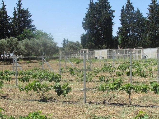 Aydın’da Bodur İncir Üretimi Denemeleri Başladı