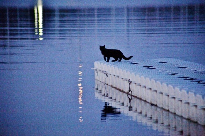 Kara Kedi Balık Peşinde